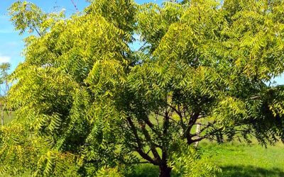 The Neem Tree: A Miracle Plant