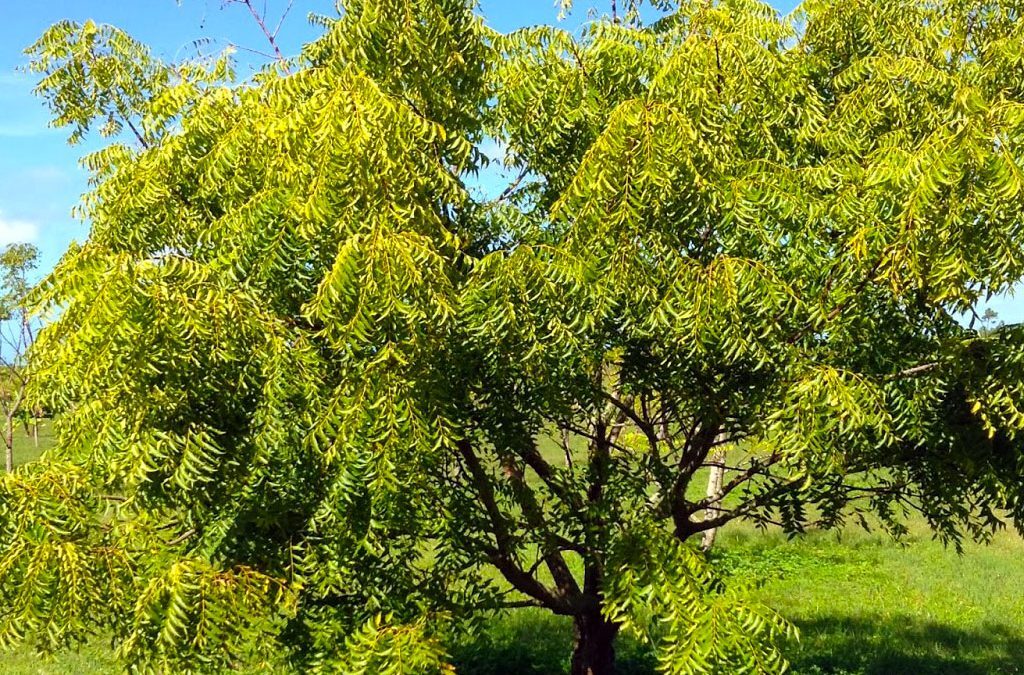 Which Tree Releases The Most Oxygen At Night 