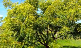 The Neem Tree: A Miracle Plant