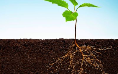 Aggregate Hydroponics (Agroponics)