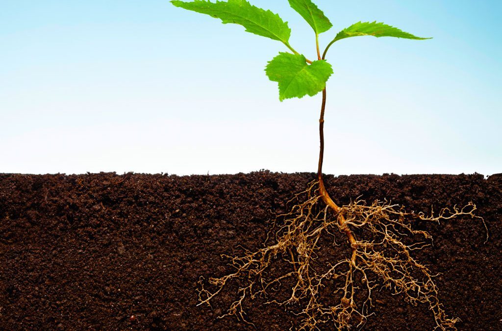 Aggregate Hydroponics (Agroponics)