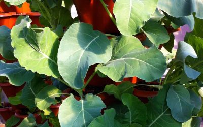 High Density Vertical Growth (HDVG) Garden