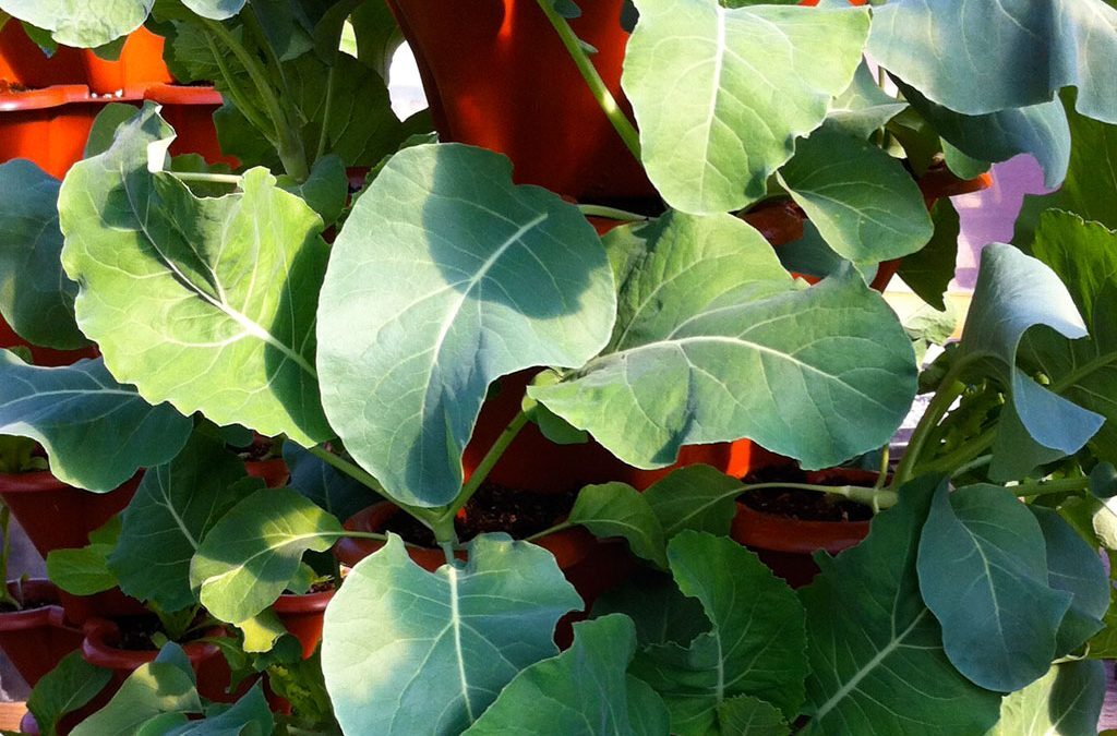 High Density Vertical Growth (HDVG) Garden