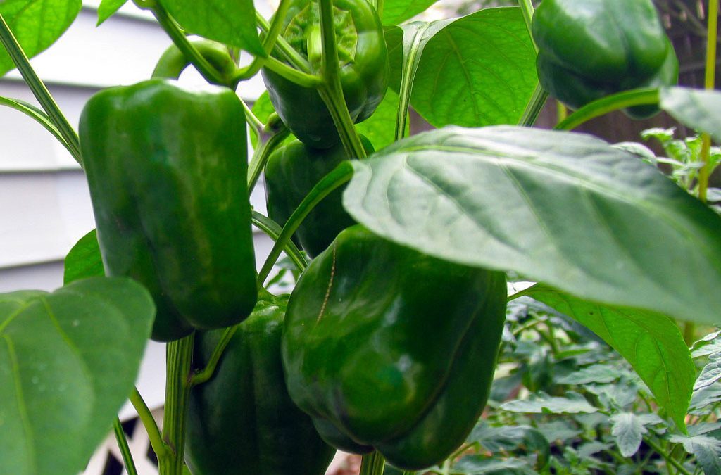 Calcium in Plants