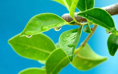Types of Hydroponic Systems