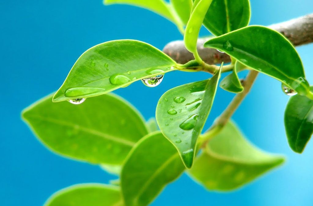 Types of Hydroponic Systems