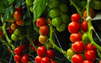 What’s Hydroponic, What’s Not?