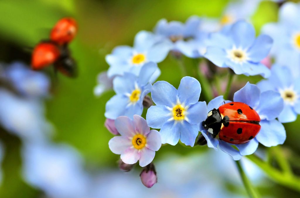 Ladybug