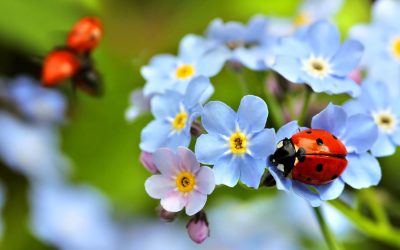 Ladybug