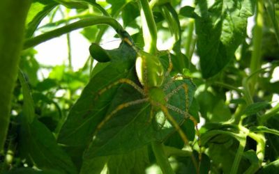 Green ‘Lynx’ Spider
