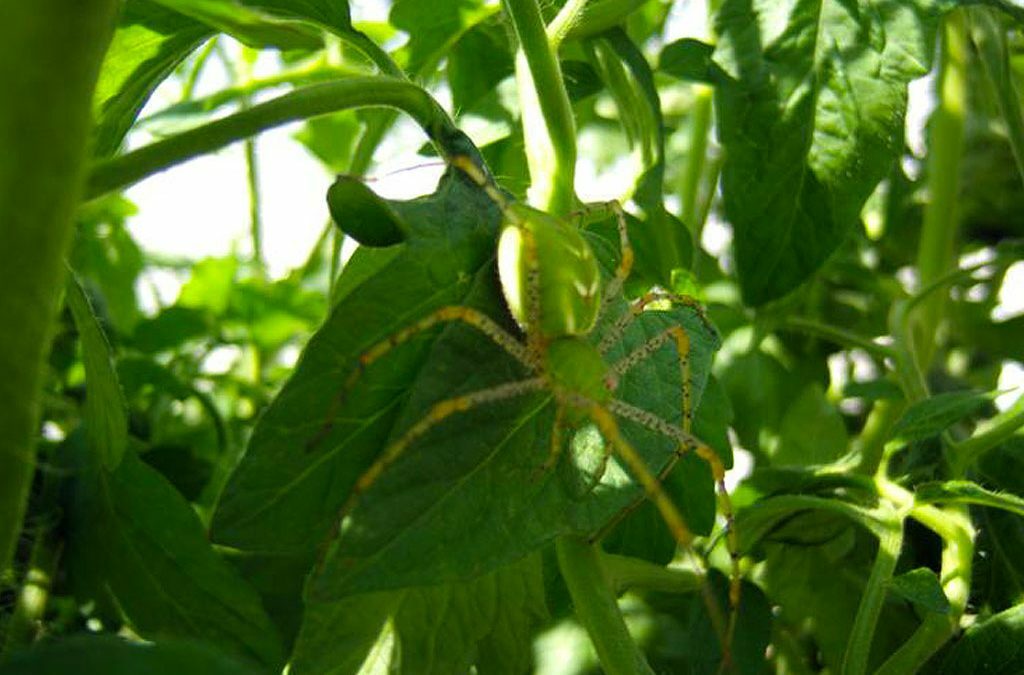 Green ‘Lynx’ Spider