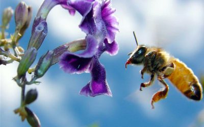 What Makes Honey Bees Unique Among Pollinators