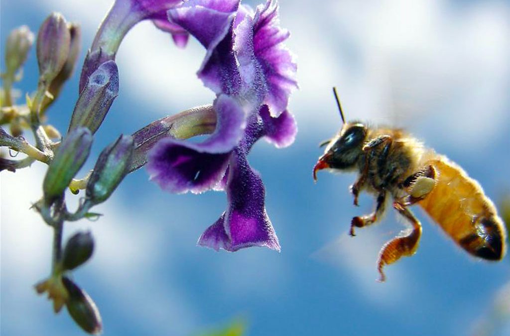 Honey Bee