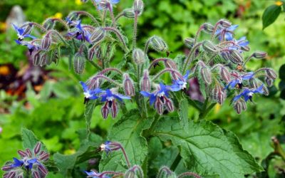 The Borage Plant