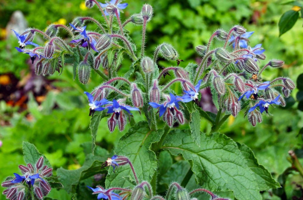 The Borage Plant