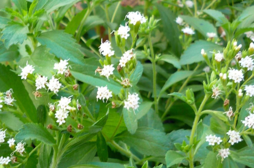 Stevia the Sweet Herb