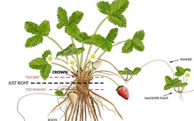 Caring For Your Strawberry Plants on Arrival