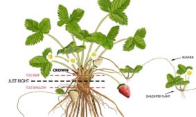 Caring For Your Strawberry Plants on Arrival