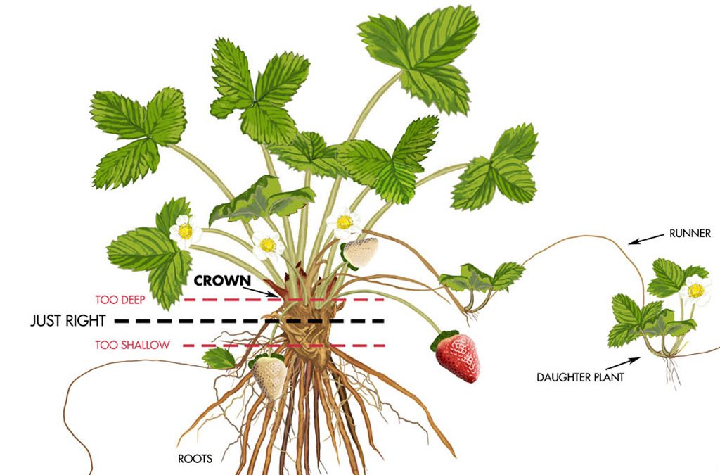Caring For Your Strawberry Plants on Arrival