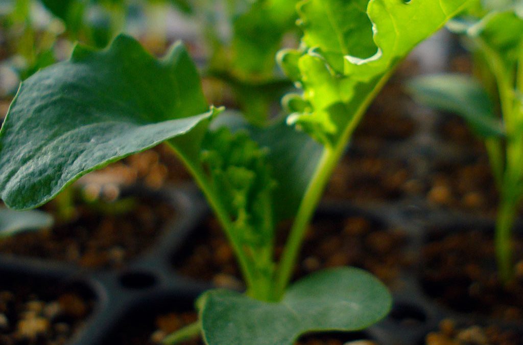 When to Transplant  Seedlings