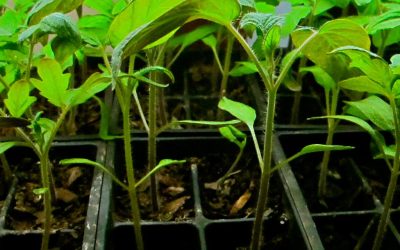 What Causes Leggy Seedlings