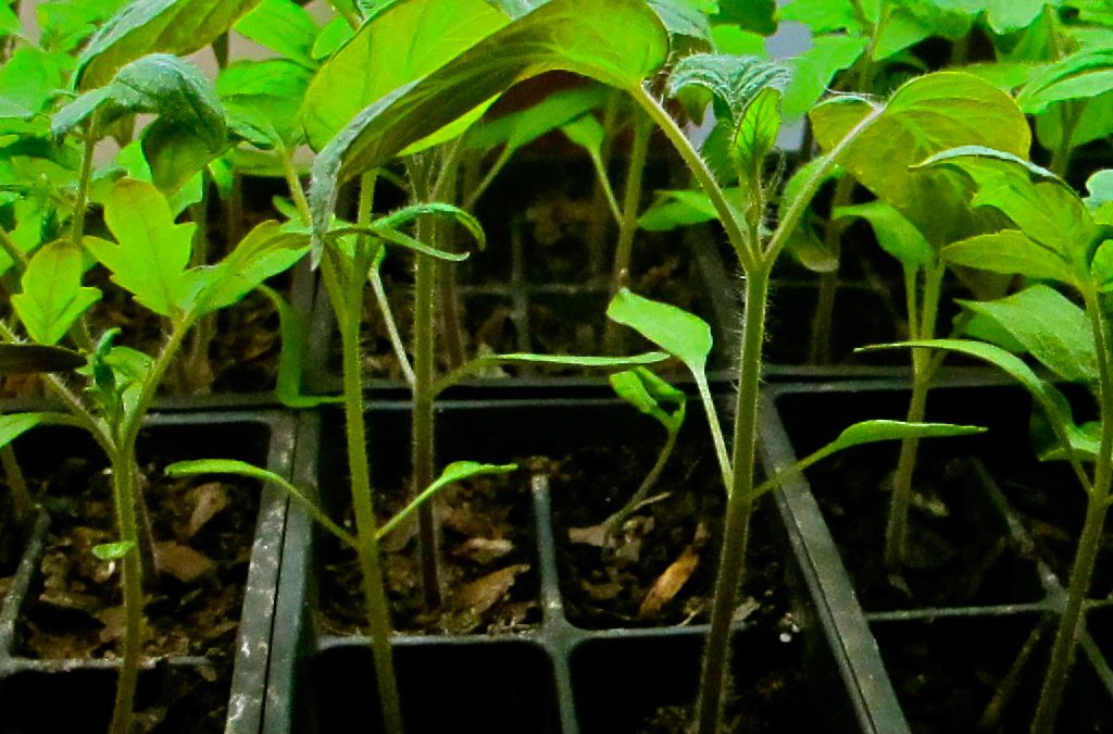 What Causes Leggy Seedlings