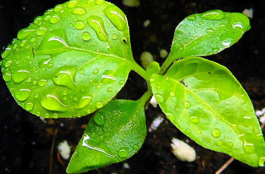 How to Harden Off Your Seedlings
