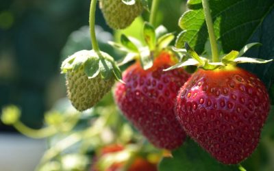 The Strawberry Plant