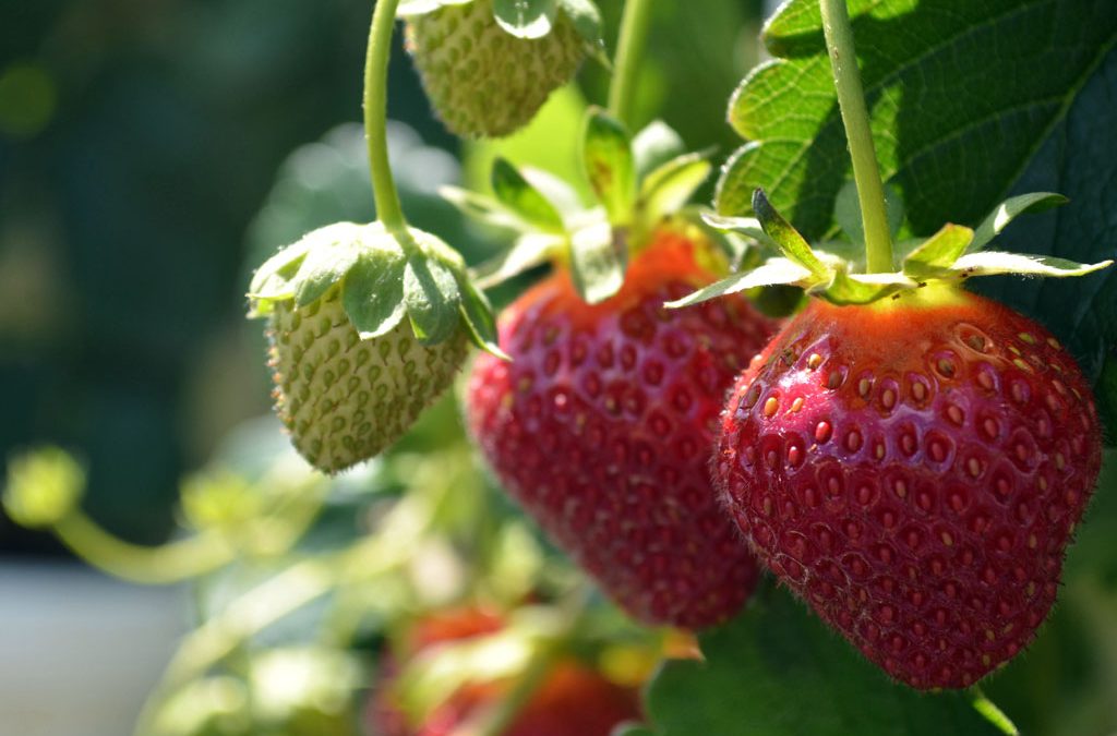 The Strawberry Plant