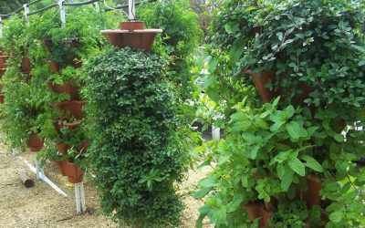 Efficient And Economical Food Production Systems