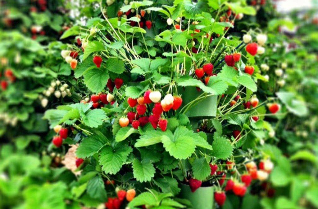 Growing Strawberries with the EzGro System
