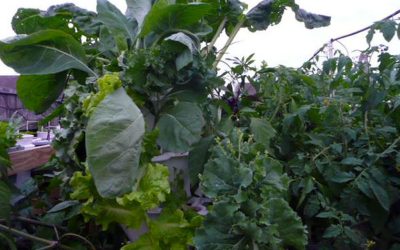 EzGro Garden by Robert Mainville from NC