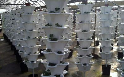 Jimmie’s Greenhouses in Alabama