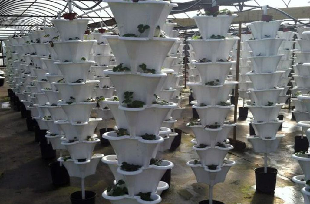 Jimmie’s Greenhouses in Alabama