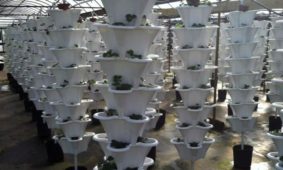 Jimmie’s Greenhouses in Alabama