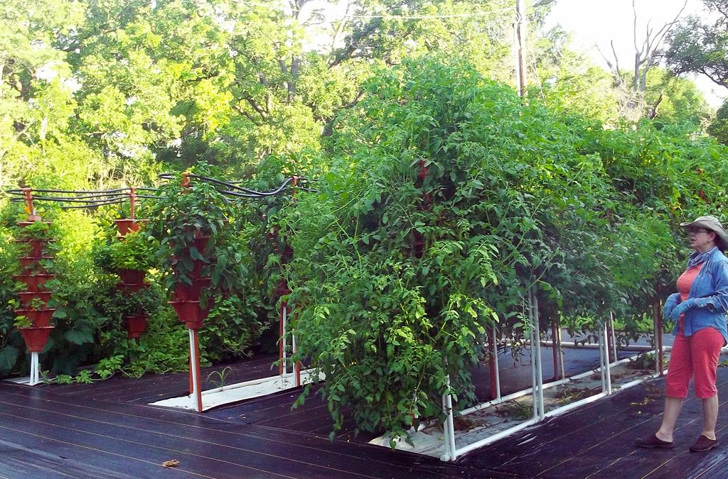 Midsummer Night Meadows, Backyard Garden