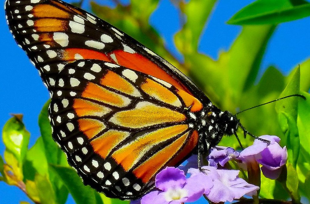 Butterfly