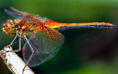 Dragonfly