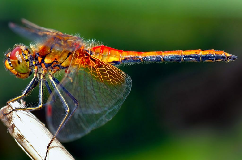 Dragonfly
