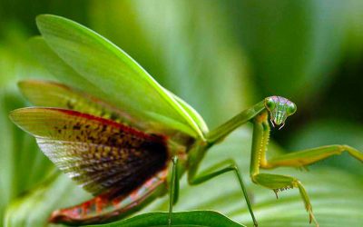 Praying Mantis