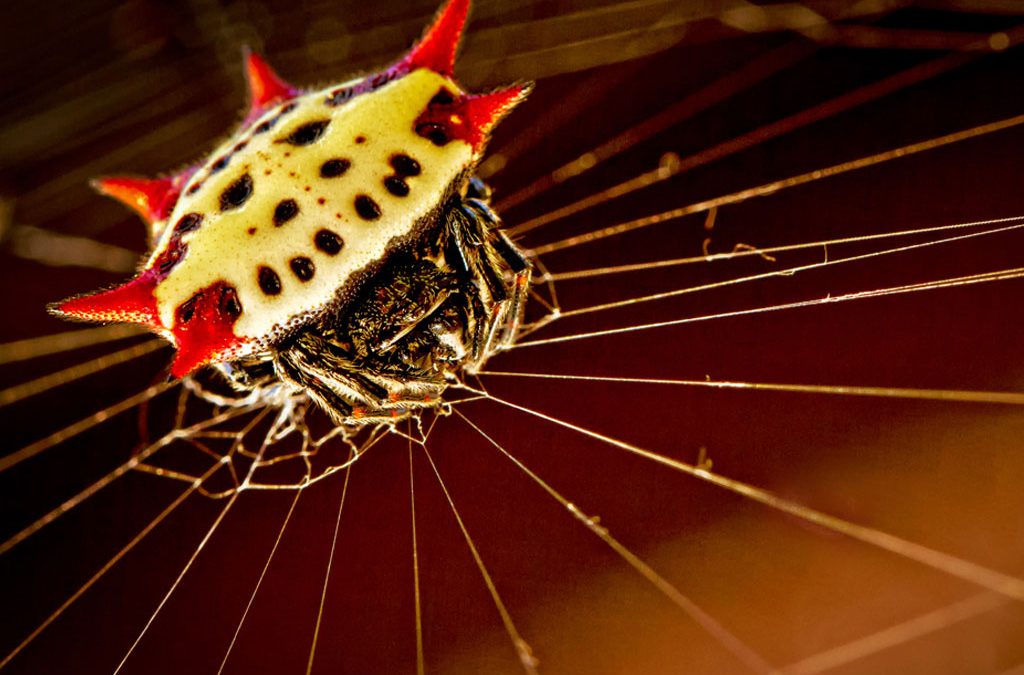 Spiny Orb Weaver