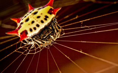 Spiny Orb Weaver