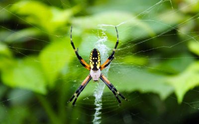Golden Garden Spider