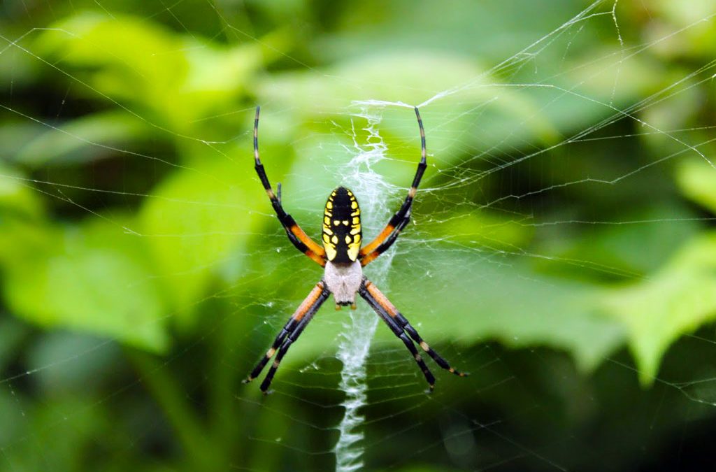 Golden Garden Spider