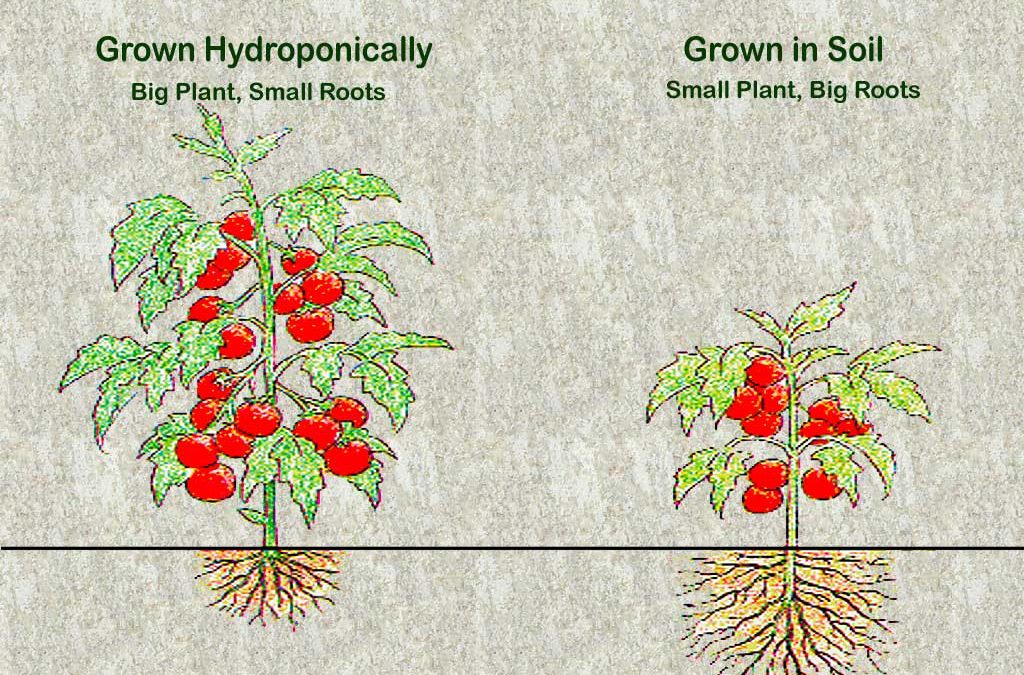 Soil versus Hydroponics