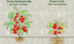 Soil versus Hydroponics