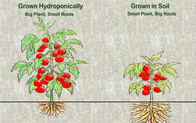 Soil versus Hydroponics