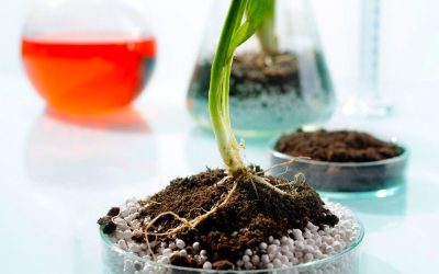 Organic versus Inorganic: What’s the Difference?