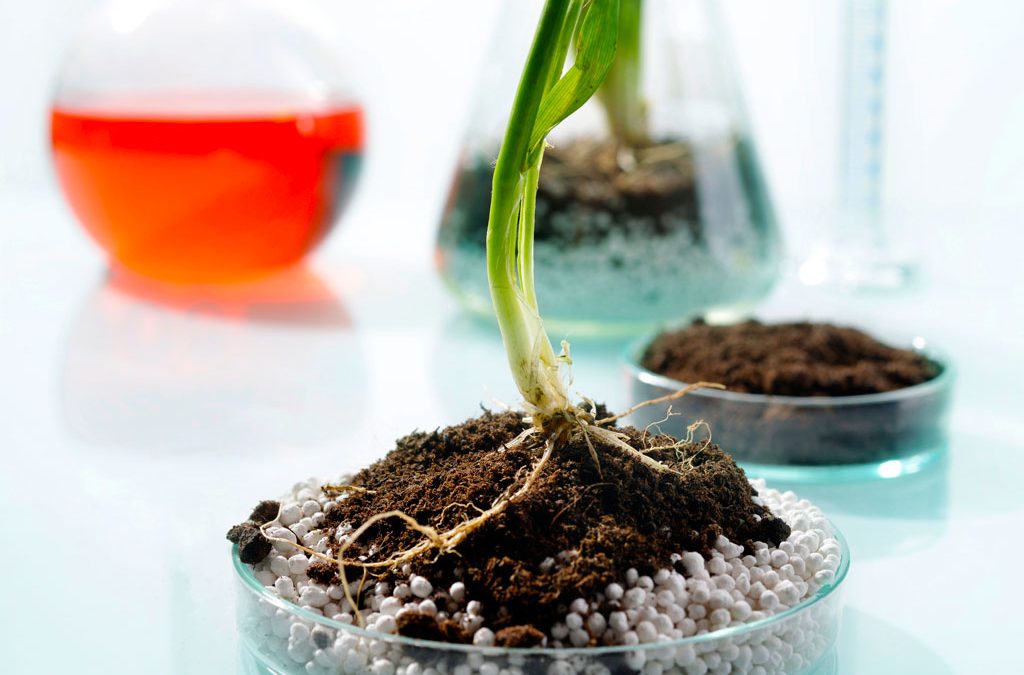 Organic versus Inorganic: What’s the Difference?