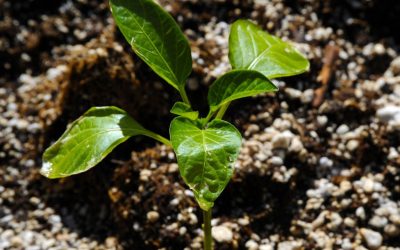 Growing Organic versus Hydroponics